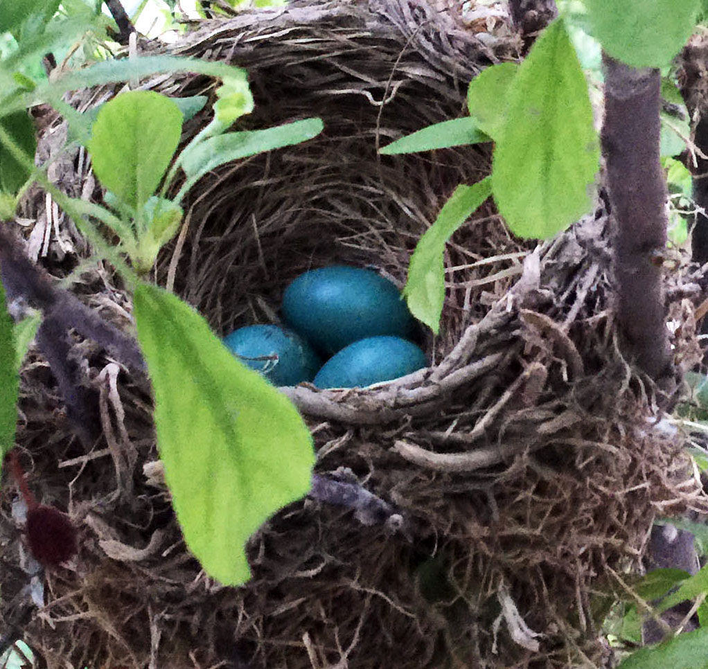 Robin Eggs